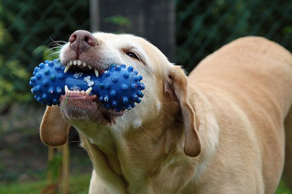 dog, nelly, toy, chew, teeth, mammal, animal, pet, chew, chew, nature, chew, chew, chew