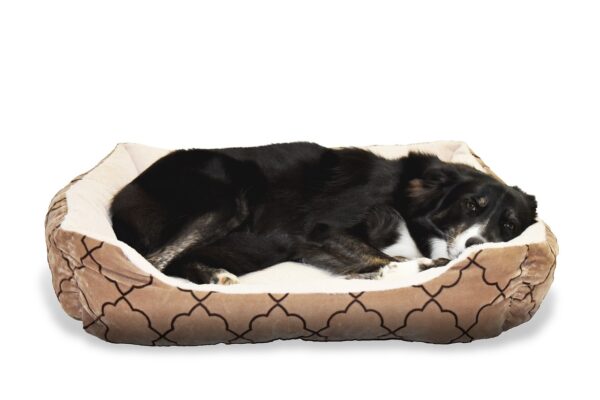 dog, pet, bed, animal, border collie, sleep, cute, comfortable, dog bed, dog bed, dog bed, dog bed, nature, dog bed, dog bed