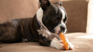 A cute Boston Terrier chewing a toy on a cozy indoor sofa setting.