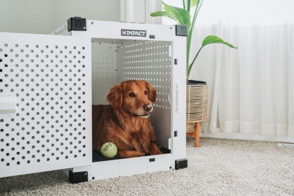 Golden retriever comfortably resting inside a white dog crate in a cozy living room setting.