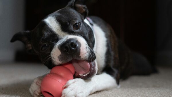 Cute Boston Terrier playing with a chew toy indoors, showcasing playful pet behavior.