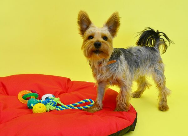 Cute Yorkshire Terrier on a red pillow with colorful toys on a vibrant yellow background.