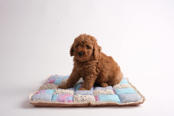 Cute brown poodle puppy sitting on a colorful patchwork blanket with white background.